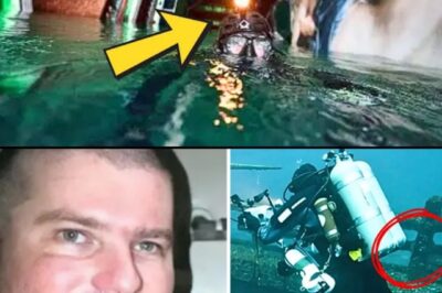Diver feels tap on back, jaw drops when he sees what’s behind him